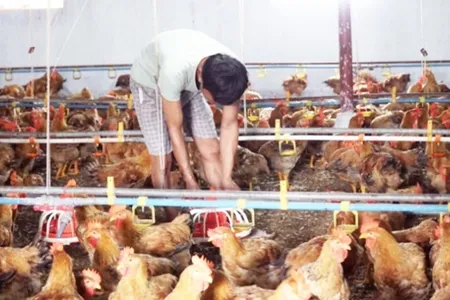 Đa dạng phương thức đào tạo nghề cho lao động nông thôn